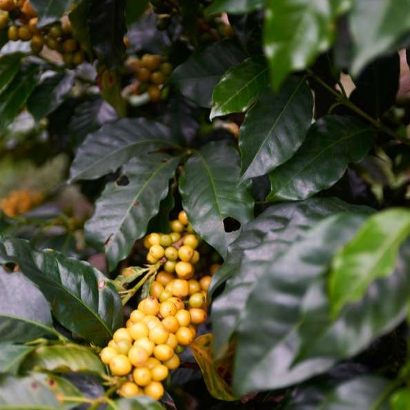 Colombia, Divino Niño - Decaf