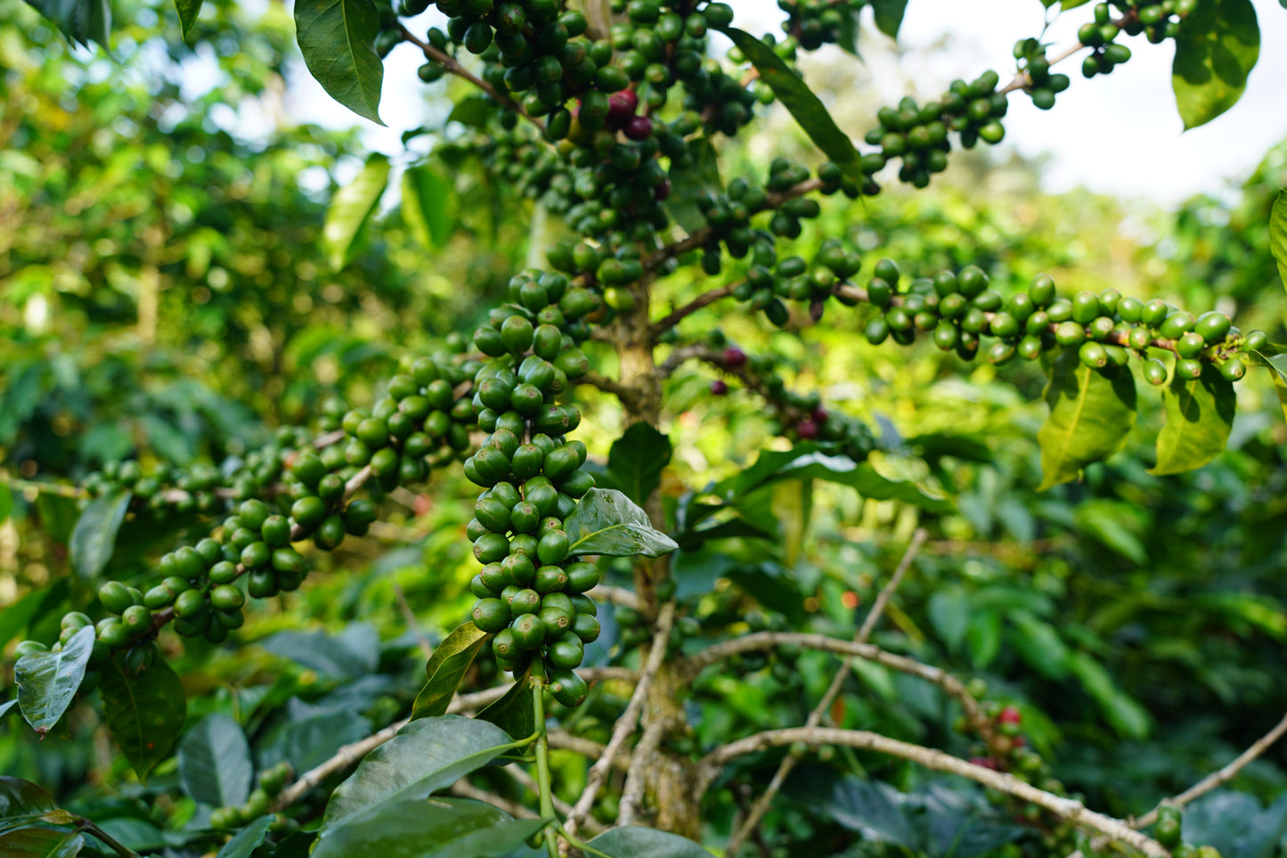 Colombia, Wilson Alba Natural