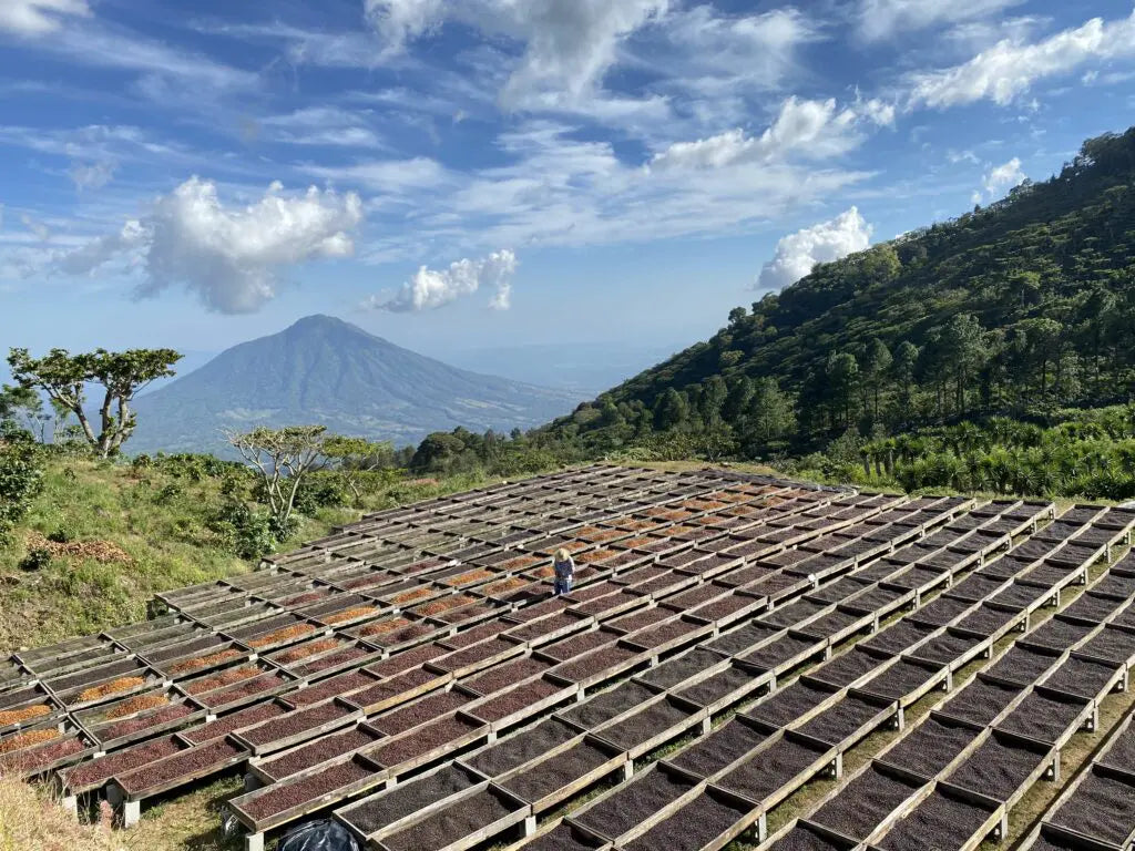 El Salvador, Los Pirineos - Orange Bourbon