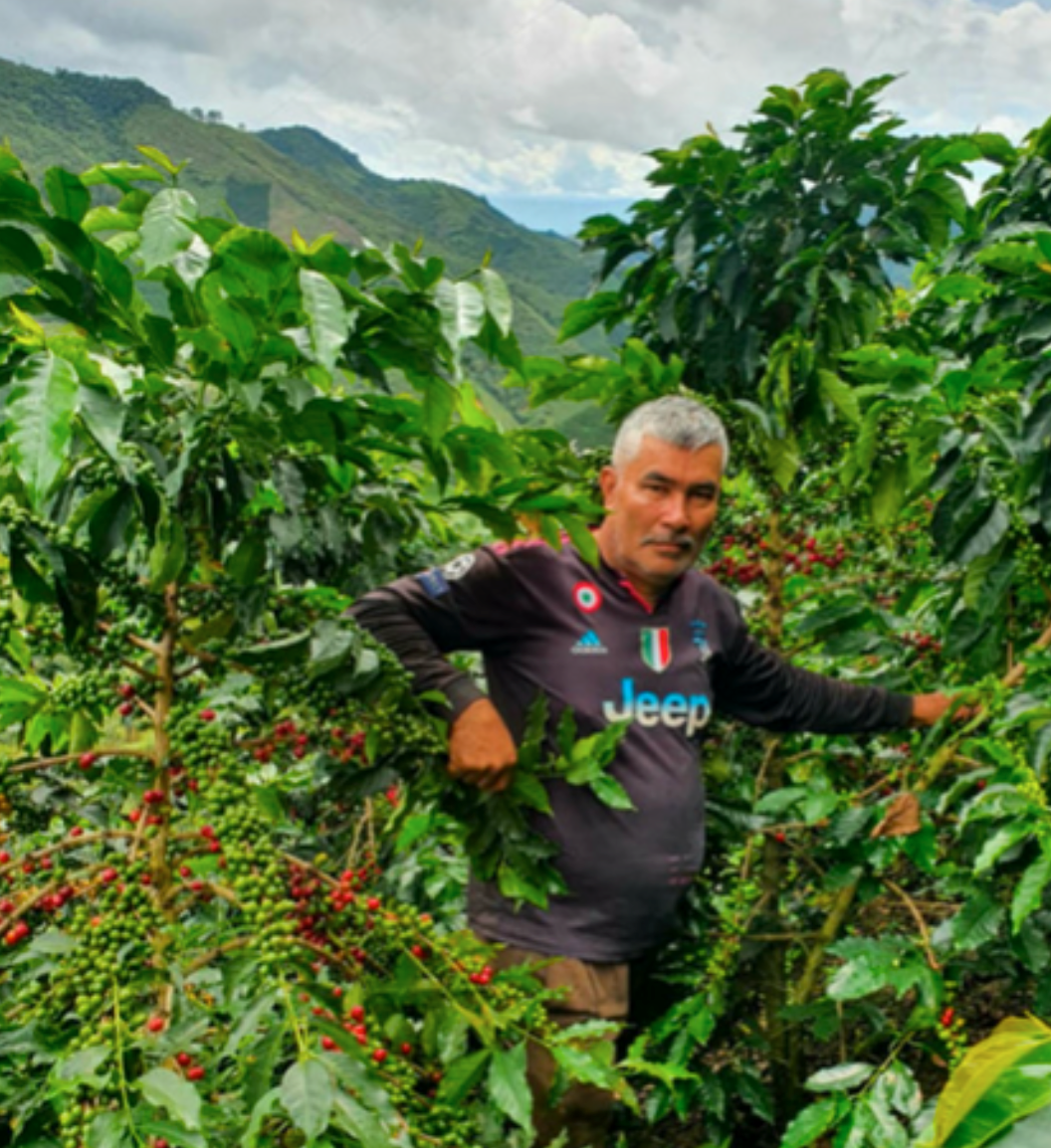 Edernoman Toledo - Copa De Oro Competition Coffee