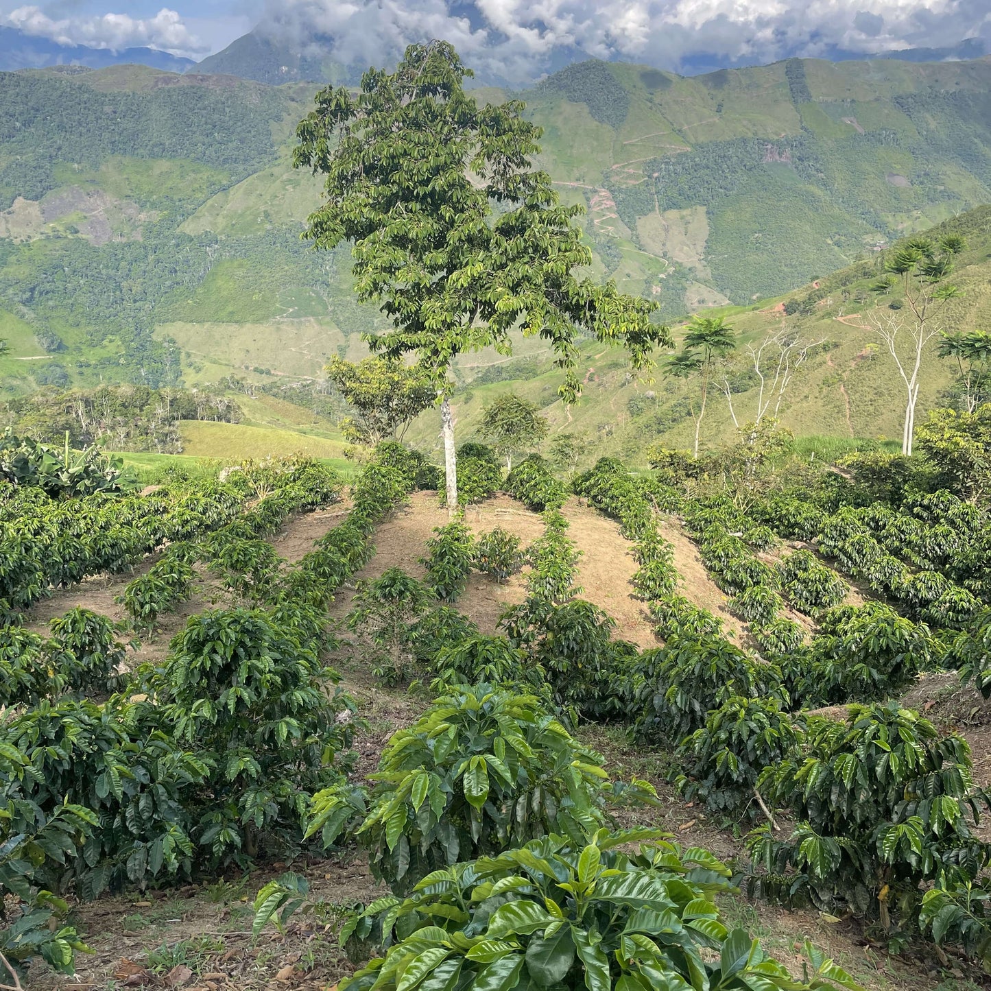 Peru, Gregorio Espinoza - Anoxic black honey