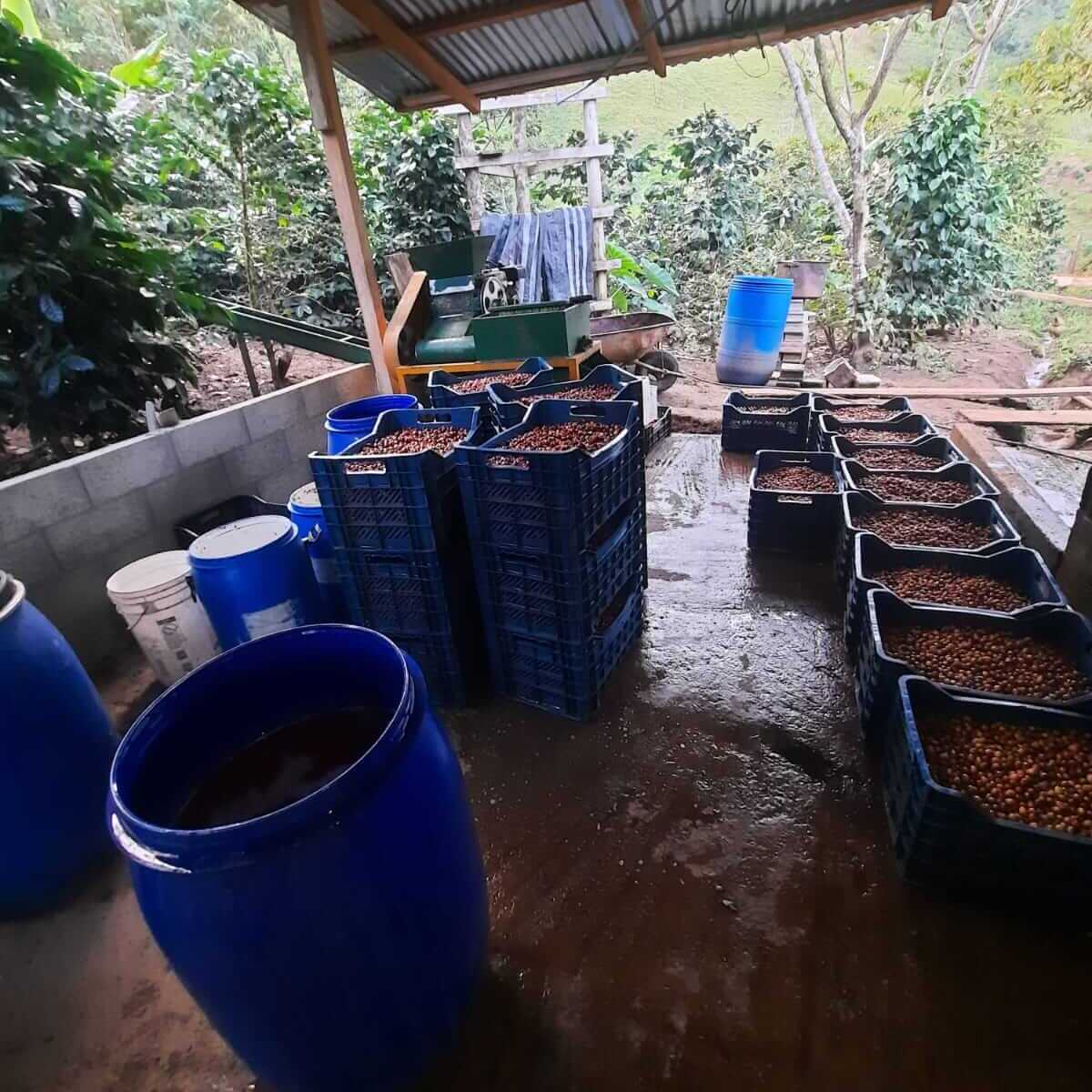 Peru, Gregorio Espinoza - Anoxic black honey