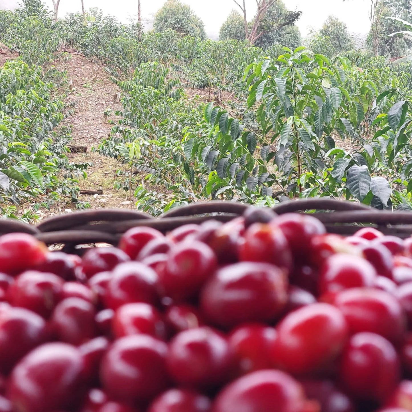 Peru, Manuel Marlo Baca